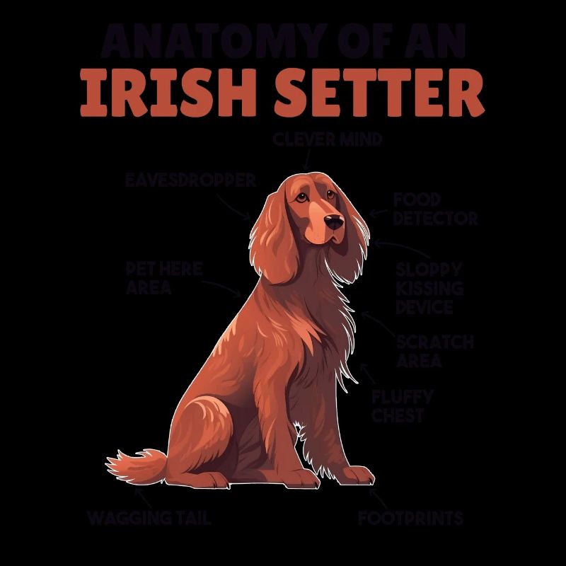 Explication du chien Anatomie d’un setter irlandais