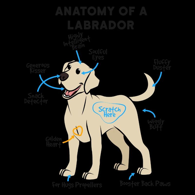 Anatomie Eines Labrador