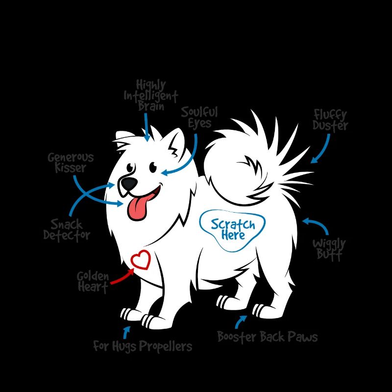Anatomie d'un chien Samoyède
