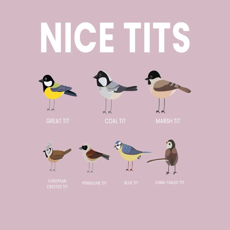 Nice Tits Oiseaux Oiseaux Regarder Mésange