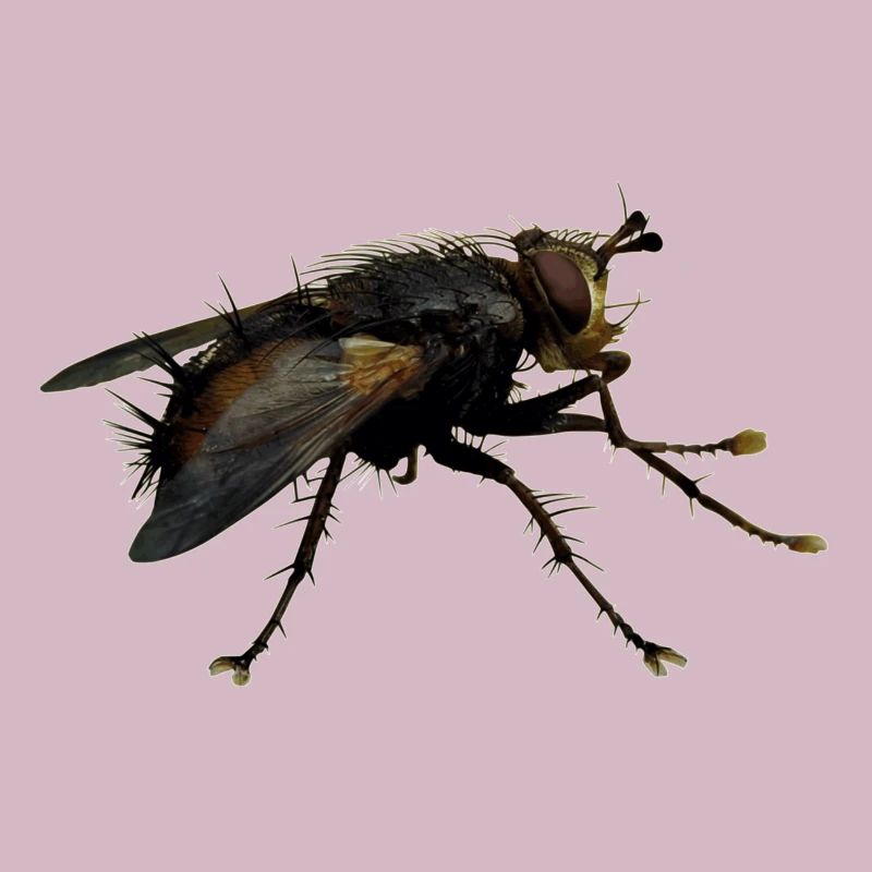 Außerirdisch Alien Wesen, oder nur eine Fliege?