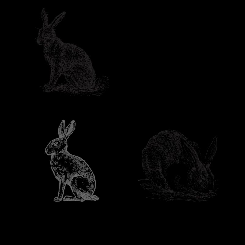 Lapins vintage feldhase hare rabbit