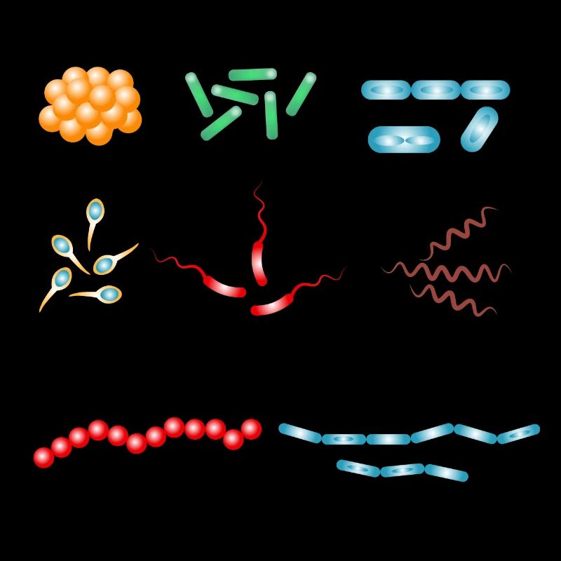 Famous bacteria - pathogens