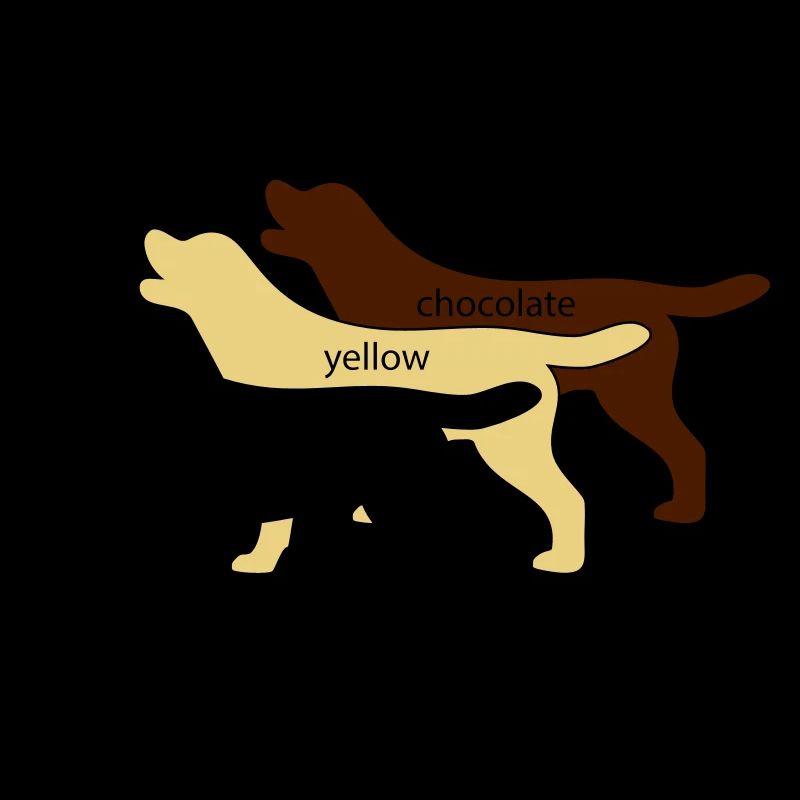 True Color Labrador