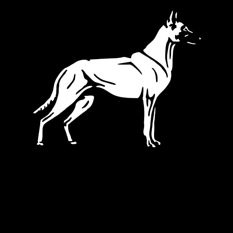 Malinois standing