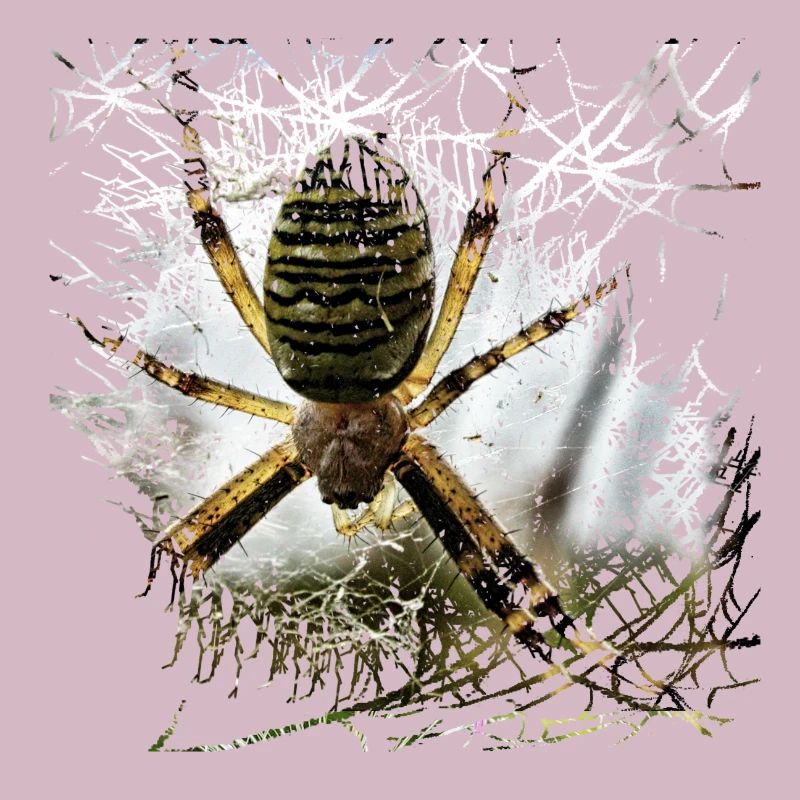 Wasp spider on silken thread in lurking position