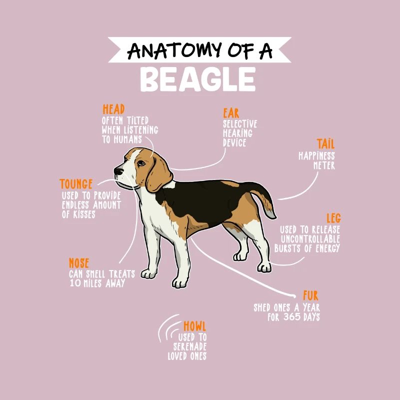 Anatomie des Beagle Fun Hund Hundebesitzer