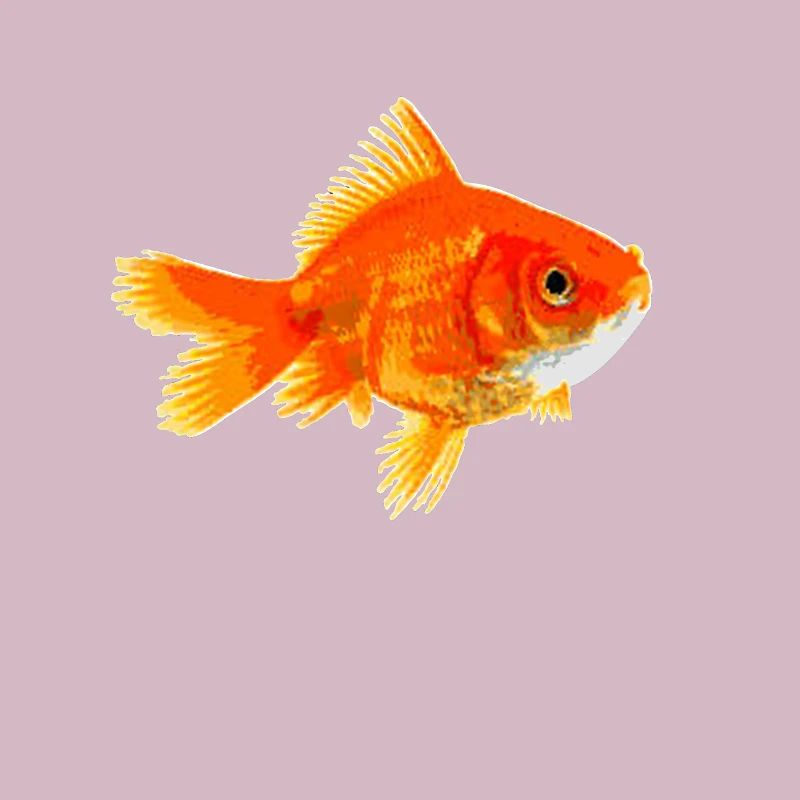 Goldfish