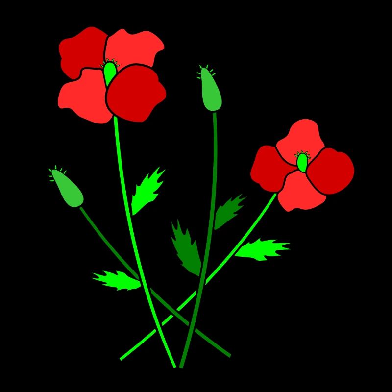 Coquelicots en fleurs