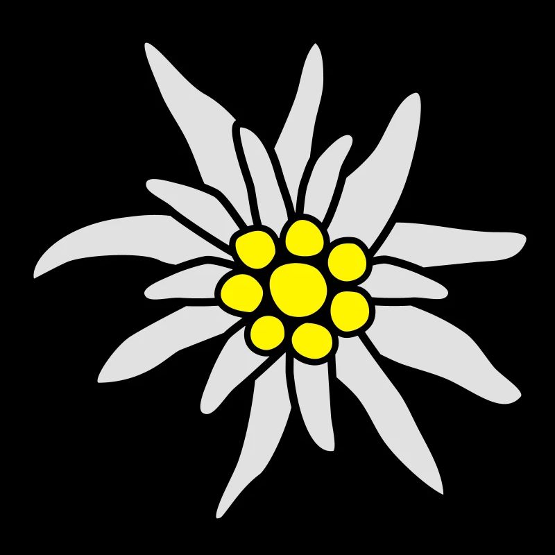 Blüte, Edelweiß