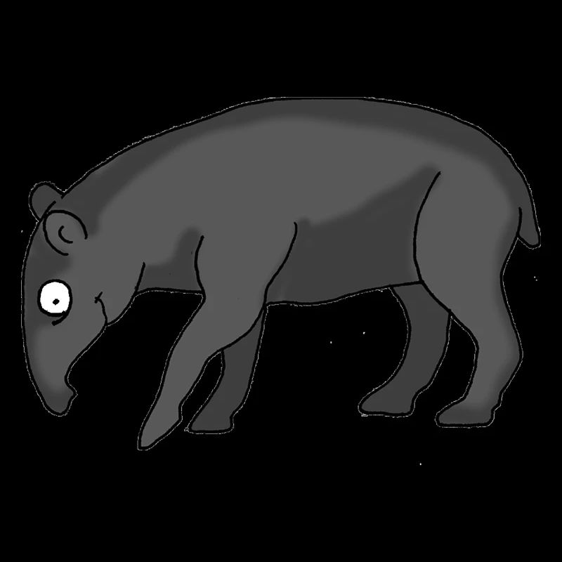 Nasenbär