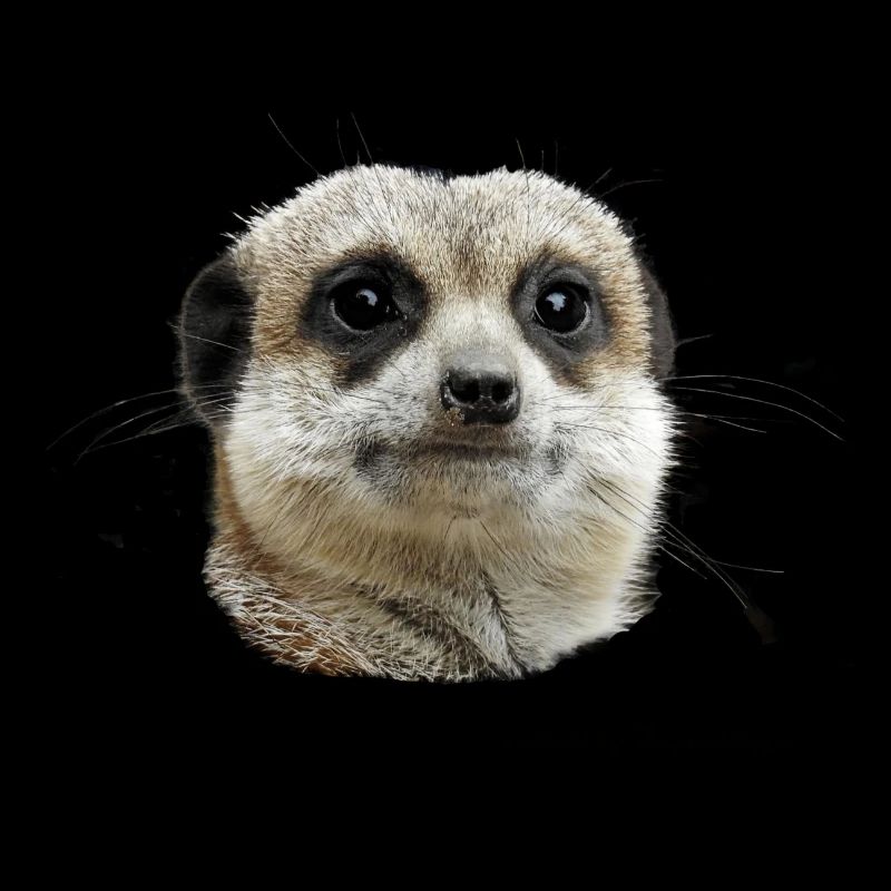 meerkat
