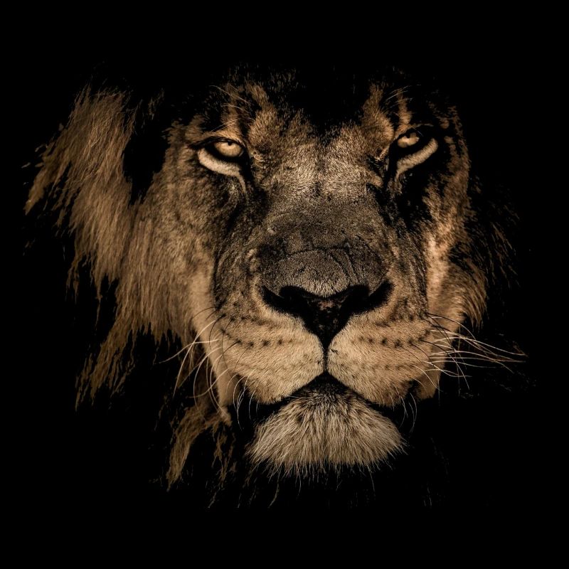 Löwe Designe, Sternzeichen, Lion