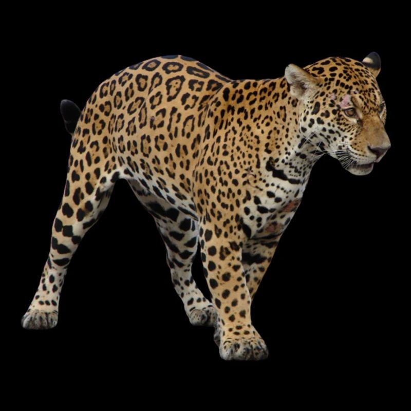 Jaguar 2