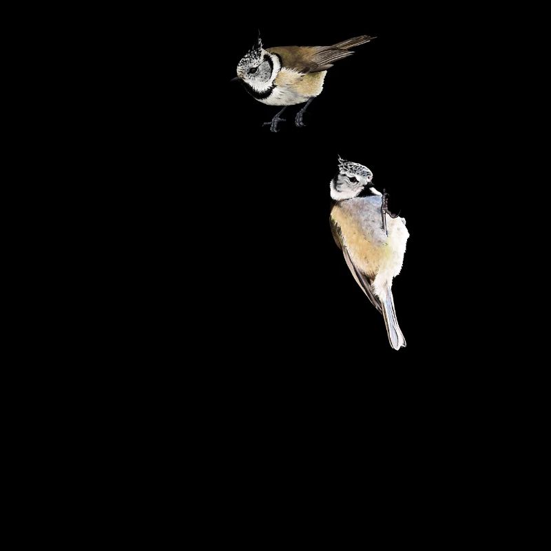 Crested tits