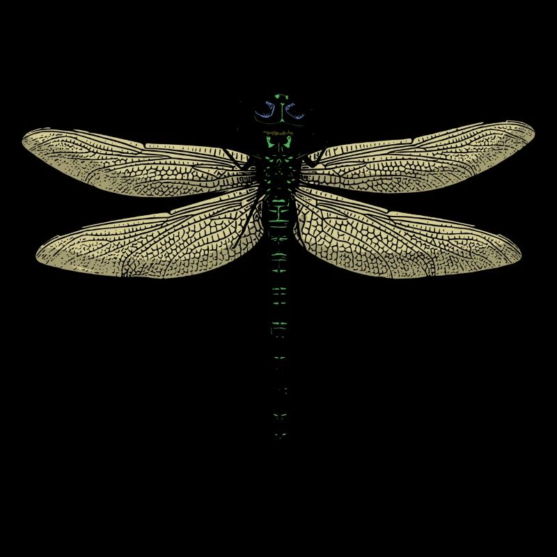 Eine Libelle - Dragonfly