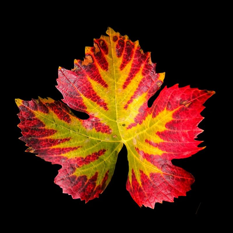 Feuillage de feuille de vigne en automne