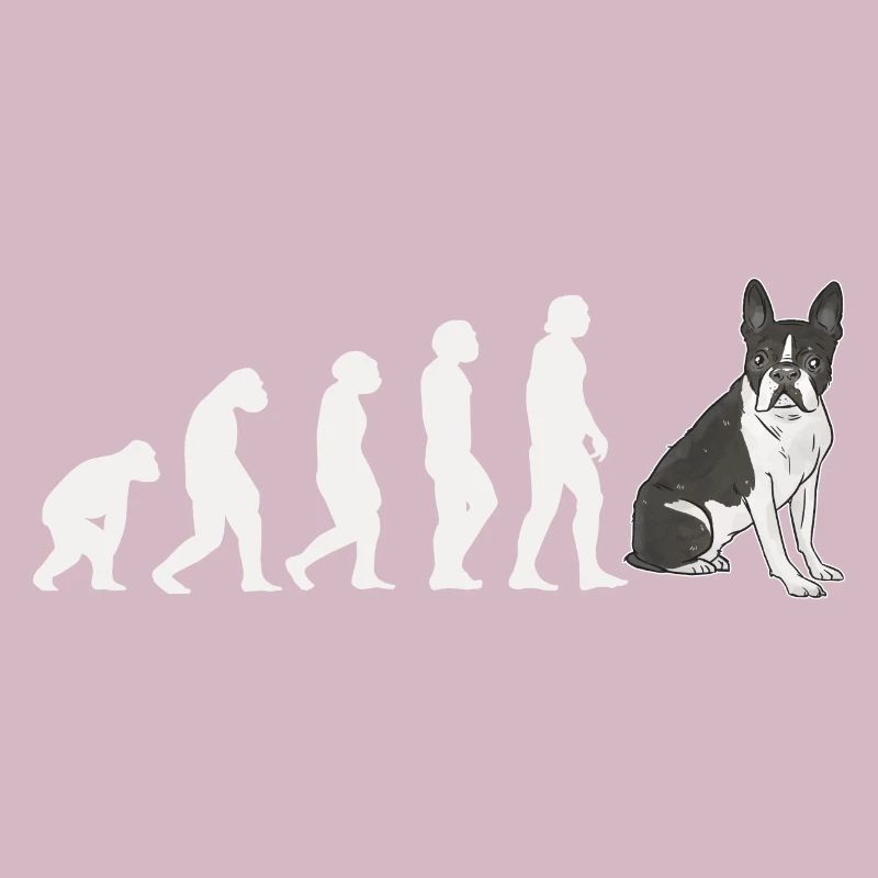 Evolution Boston Terrier