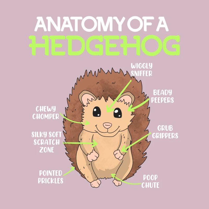 Anatomie eines Igel