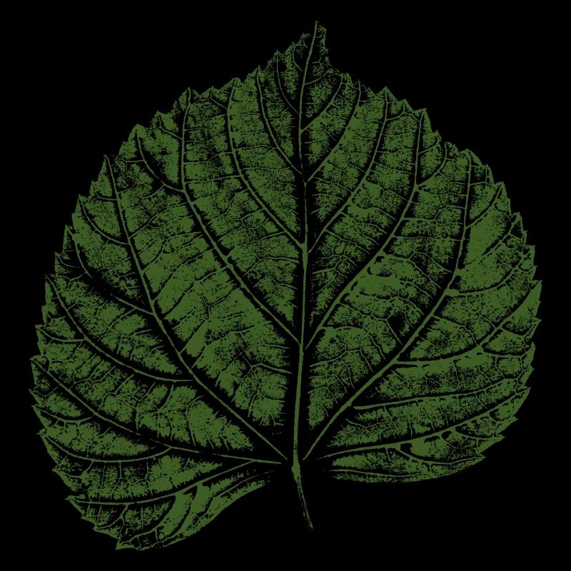 Linden leaf / lime leaf - NATURE & FOREST