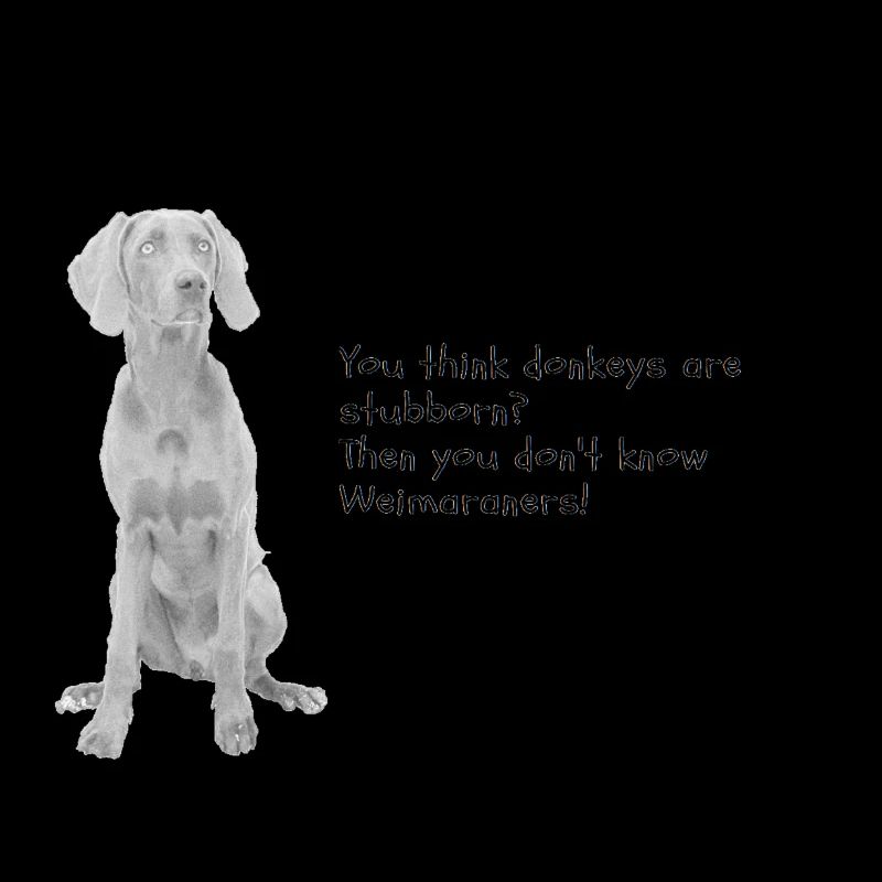 Weimaraner