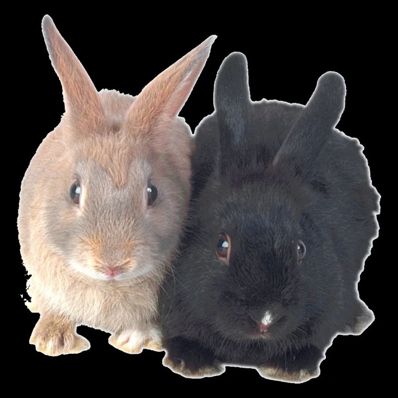 Lapins noir brun