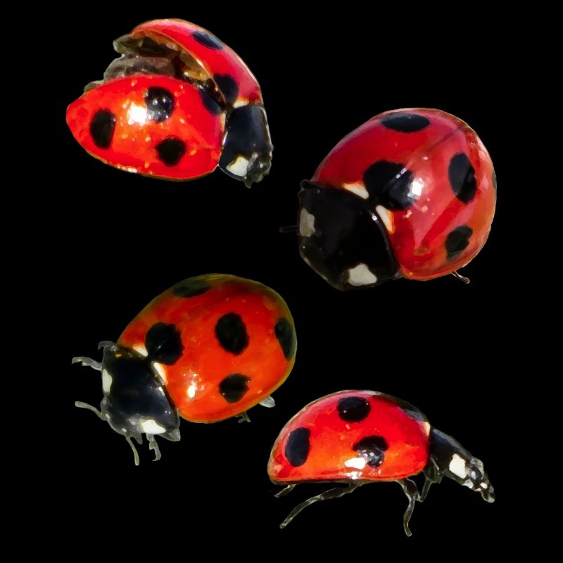 4 Marienkäfer