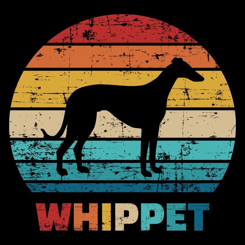 Whippet