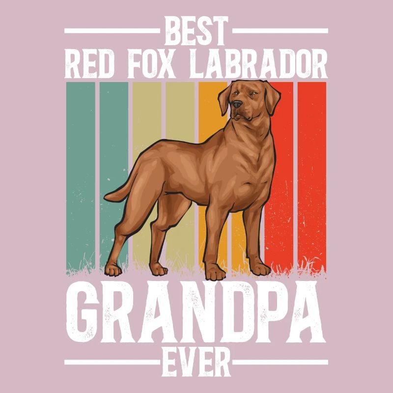 Fuchsroter Labrador Retriever Fox Red Labrador