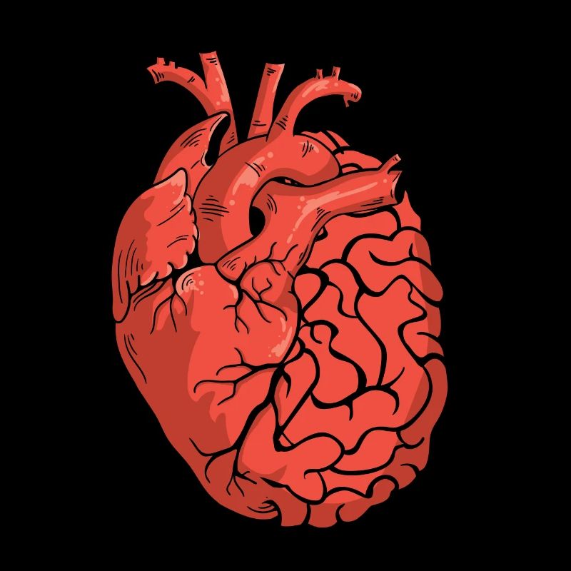 Half Brain Half Heart Organ Anatomy Science