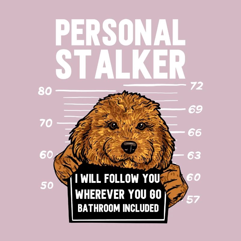 Cavapoo Cavoodle Capoodle Hund
