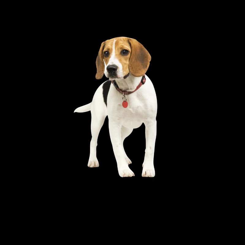 Mit einem Beagle ist das Leben besser
