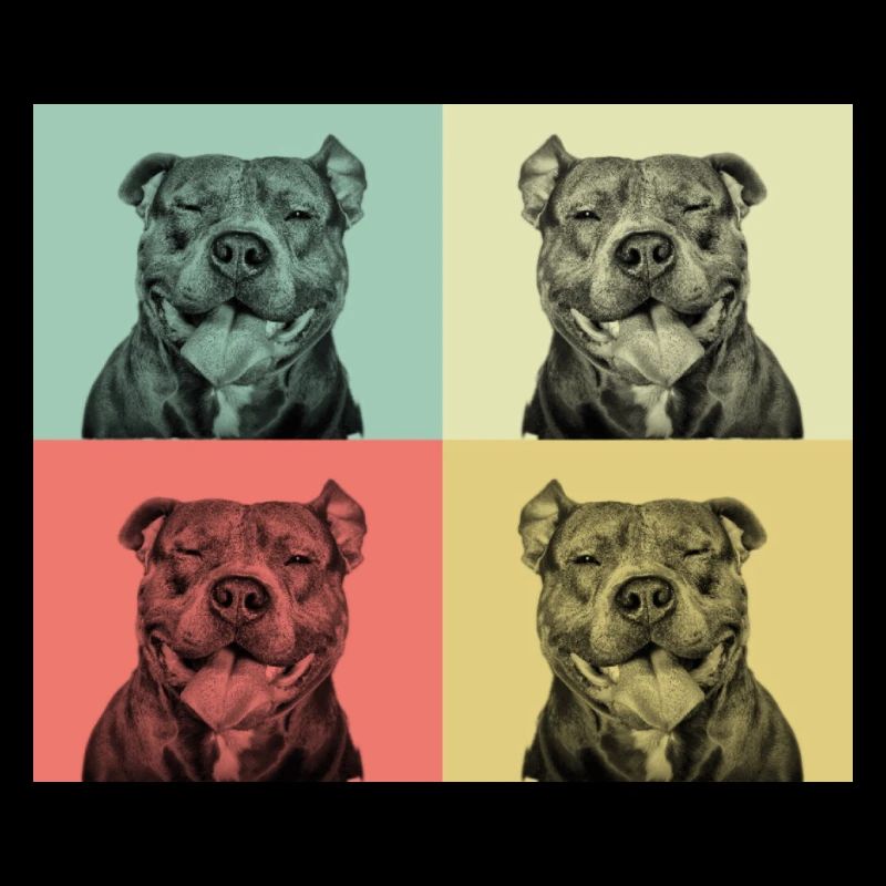 Pitbull - Visage souriant