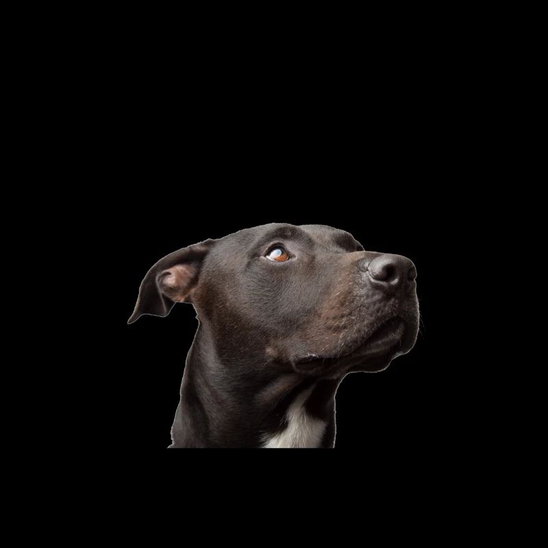 Pit-bull