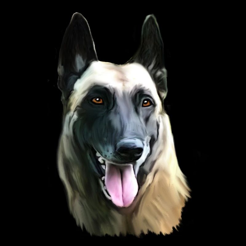 malinois