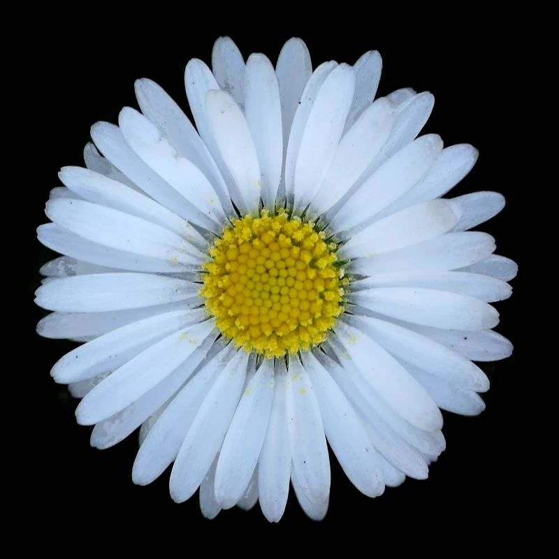 Gänseblümchen Blume Blüten Sommer Sonne Geschenk