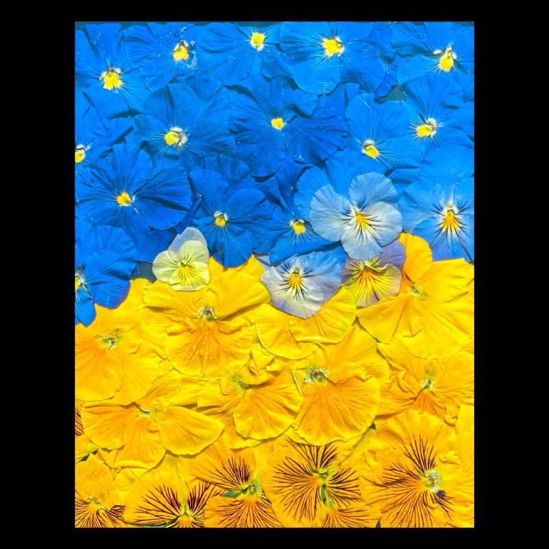 Pensées. Image de fleurs. Drapeau de l’Ukraine. UA Art