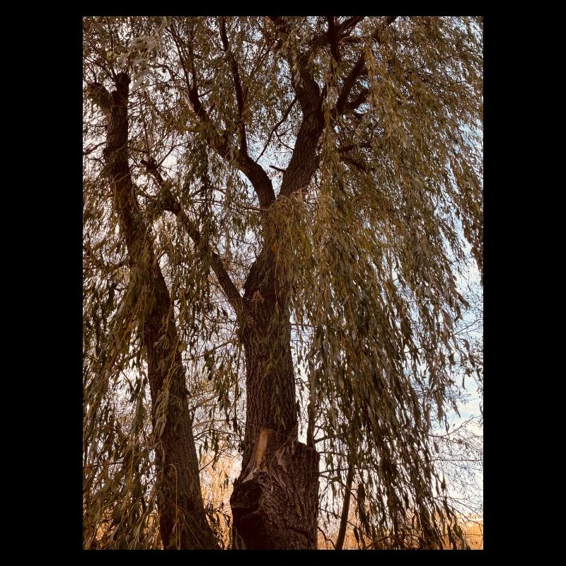 Baum Himmel Braun Herbst