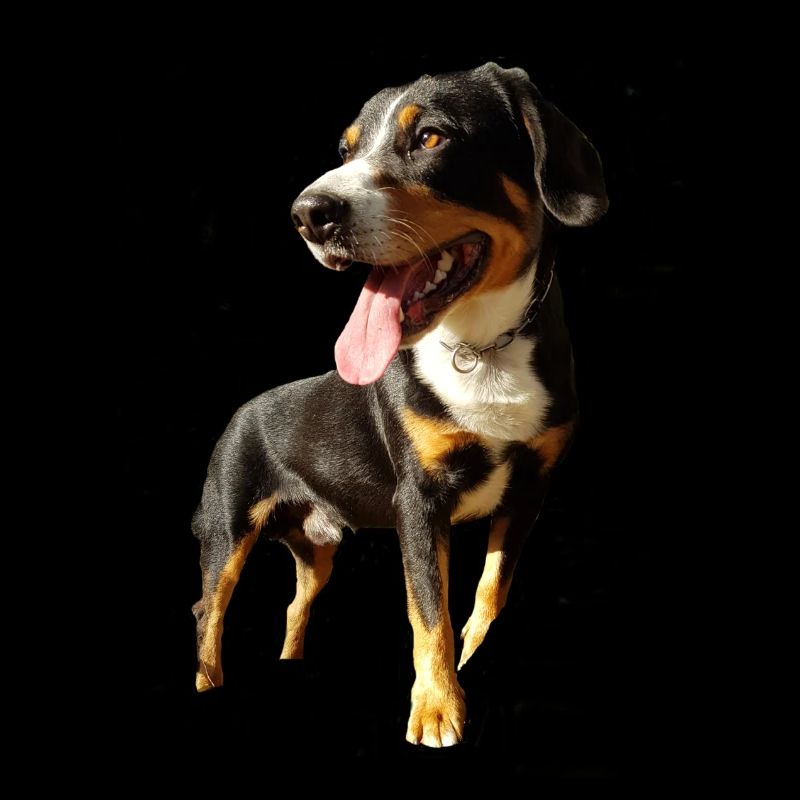 Le chien mignon