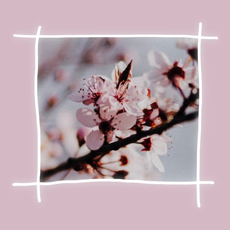 Cherry Blossoms & Cherry Tree