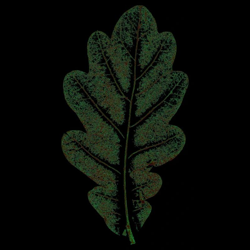 Eichenblatt Naturgrün / Blatt/ Eiche/Baum
