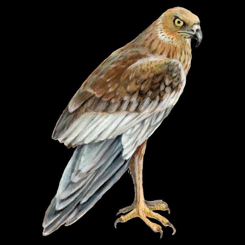 marsh harrier