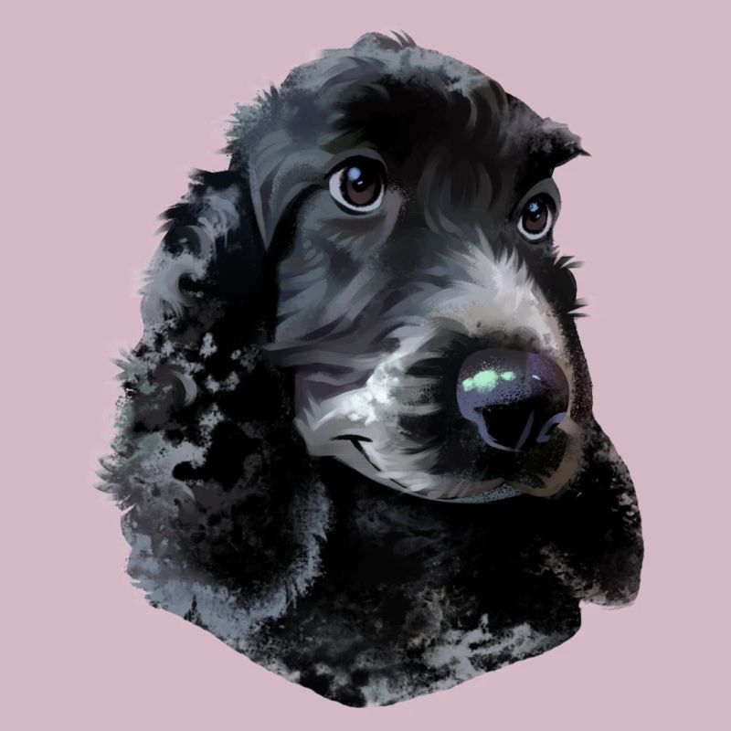 Cocker Spaniel Hund