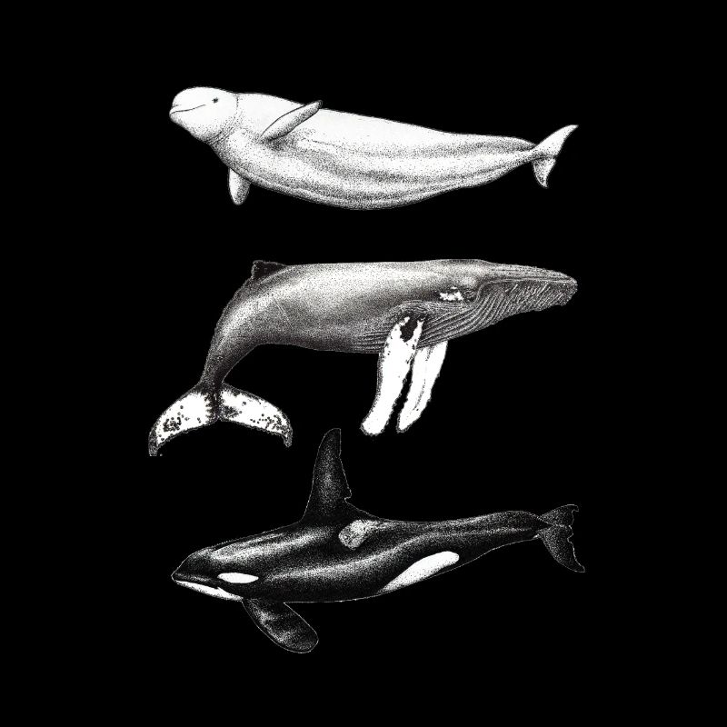 Dauphin béluga, rorqual à bosse et rorqual à bosse