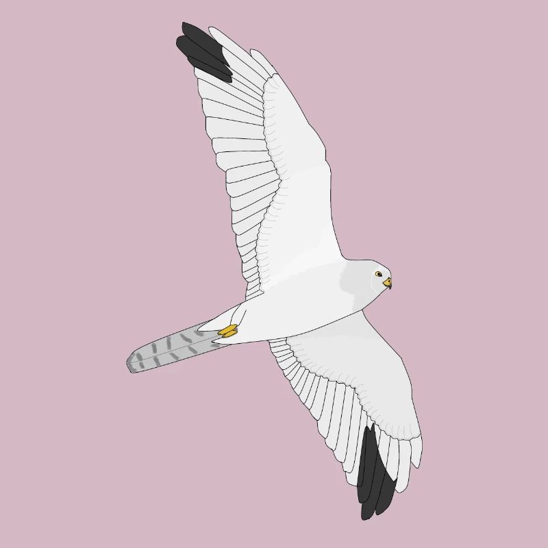 Pale Harrier