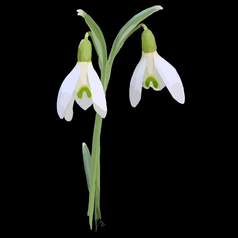 Perce-neige