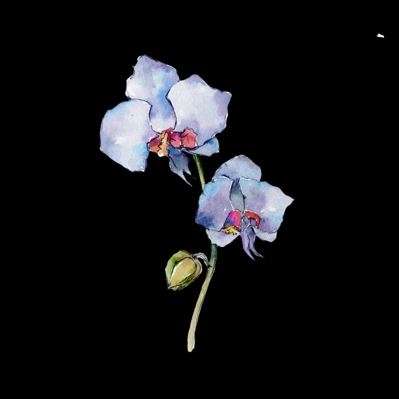 Blume