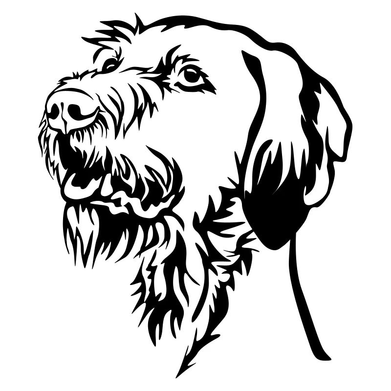 Magyar Vizsla head
