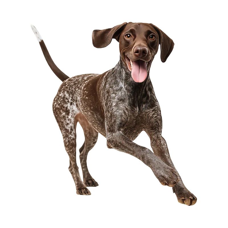 German Shorthaired Pointer Deutsch Kurzhaar