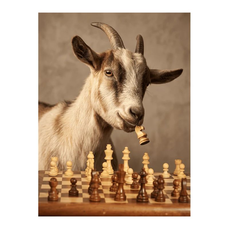 Ziege spielt Schach